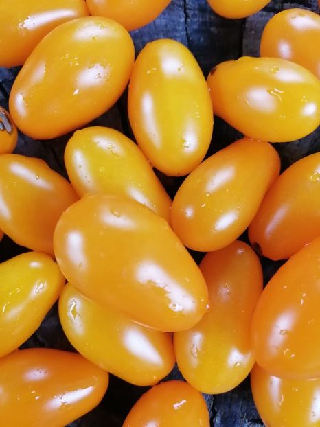  - SEMINTE ROSII - T 846 DORCA