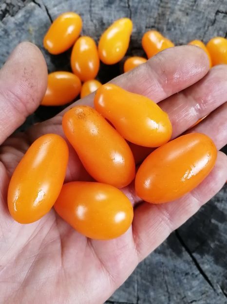  - SEMINTE ROSII - T 846 DORCA