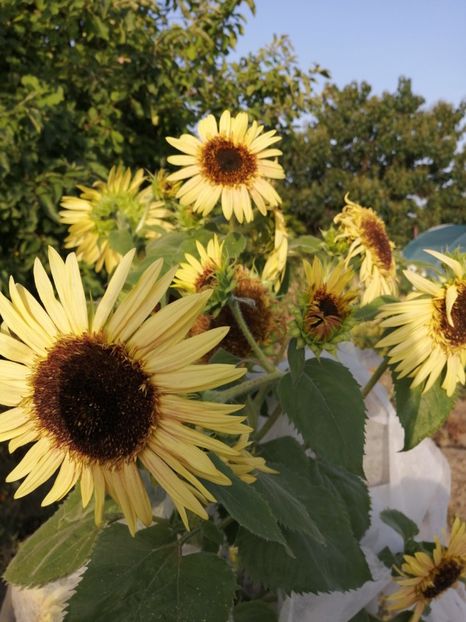  - SEMINTE FLOAREA SOARELUI - D 202 ASTRA ROSE