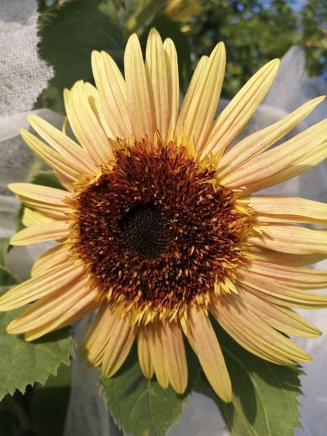  - SEMINTE FLOAREA SOARELUI - D 202 ASTRA ROSE