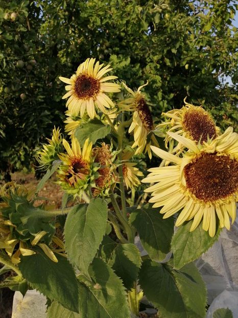  - SEMINTE FLOAREA SOARELUI - D 202 ASTRA ROSE