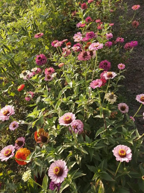  - SEMINTE CARCIUMARESE - D 193 MARI