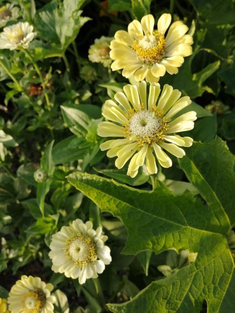  - SEMINTE CARCIUMARESE - D 194 VERZI