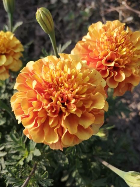  - SEMINTE CRAITE - D 197 MARYGOLD FRENCH STRAWBERRY BLONDE