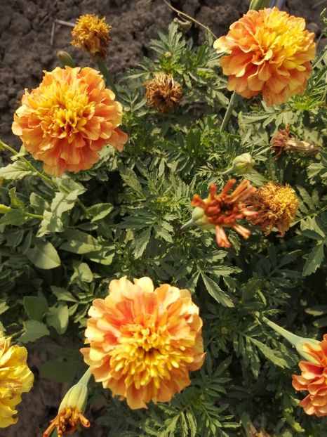  - SEMINTE CRAITE - D 197 MARYGOLD FRENCH STRAWBERRY BLONDE