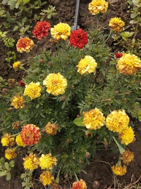  - SEMINTE CRAITE - D 197 MARYGOLD FRENCH STRAWBERRY BLONDE