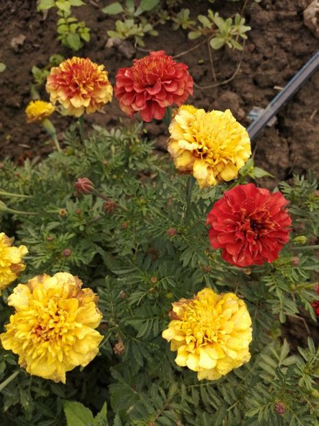  - SEMINTE CRAITE - D 197 MARYGOLD FRENCH STRAWBERRY BLONDE