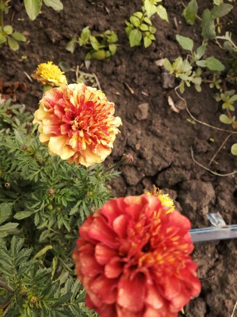  - SEMINTE CRAITE - D 197 MARYGOLD FRENCH STRAWBERRY BLONDE