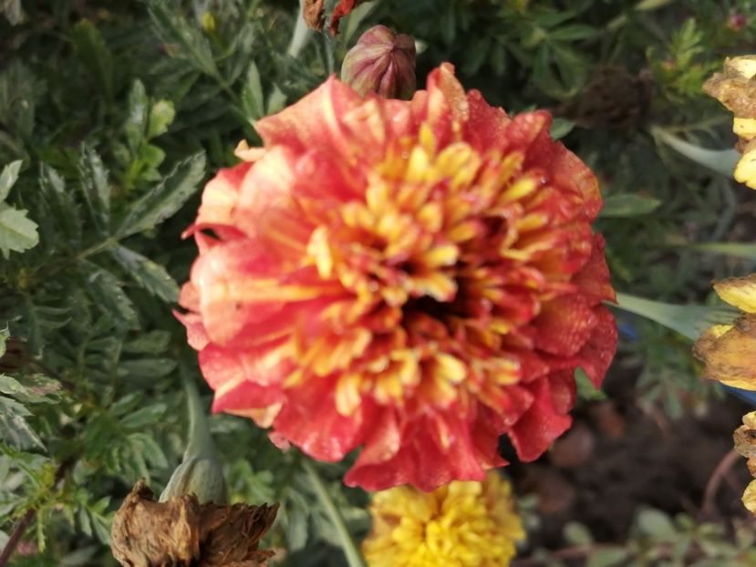  - SEMINTE CRAITE - D 197 MARYGOLD FRENCH STRAWBERRY BLONDE