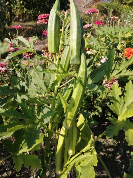  - SEMINTE BAME CLEMSON SPINELESS