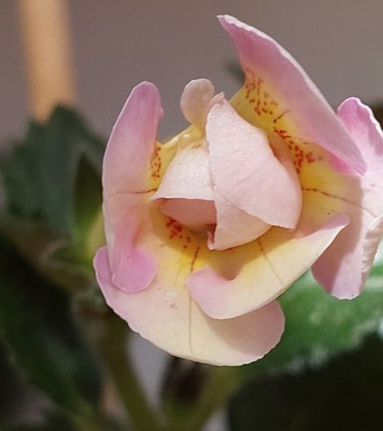  - BRID-S LUISA MARIA