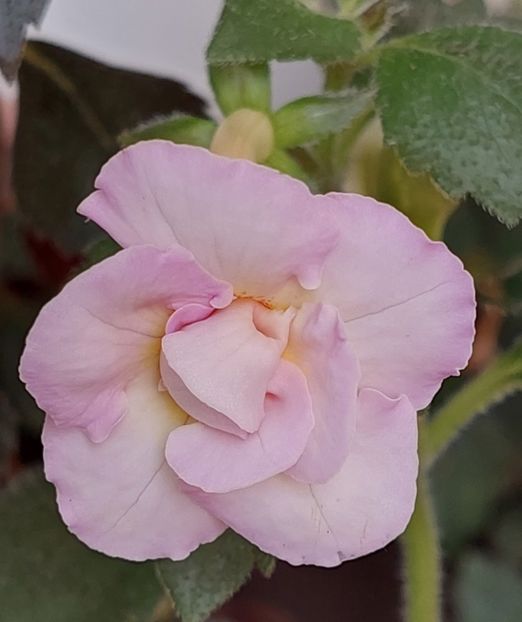  - BRID-S LUISA MARIA