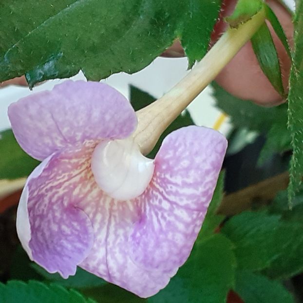  - Achimenes