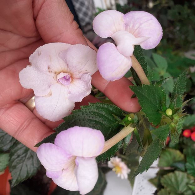  - Achimenes