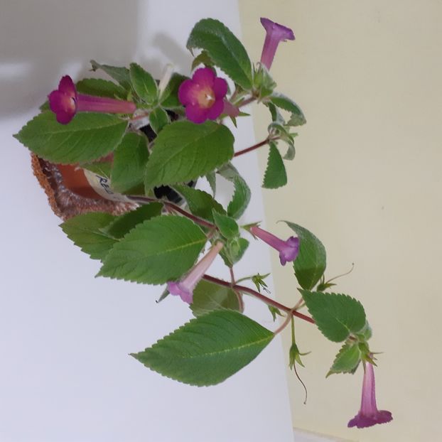  - Achimenes