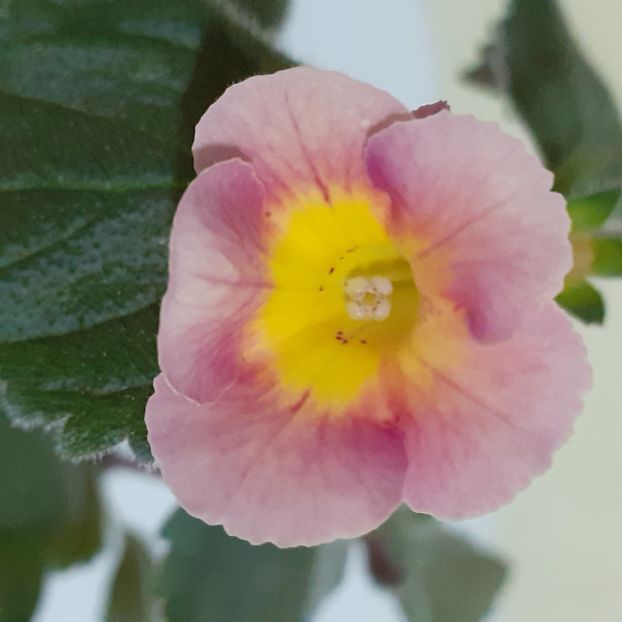  - Achimenes