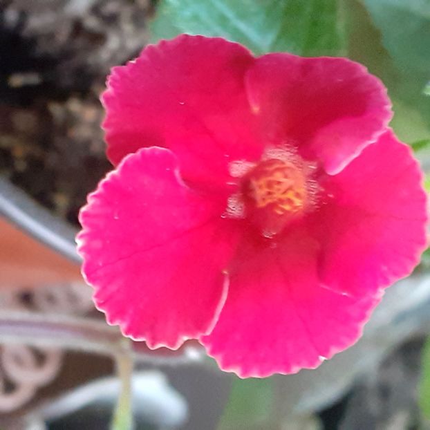  - Achimenes