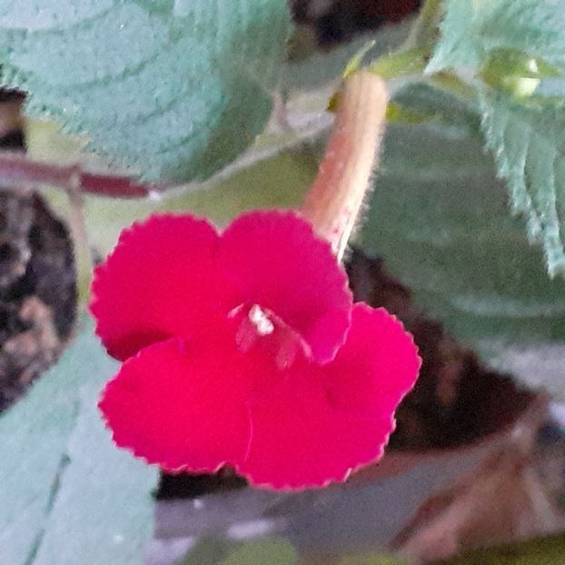  - Achimenes