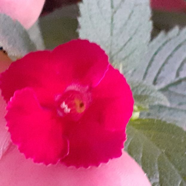  - Achimenes