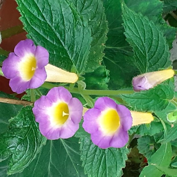  - Achimenes