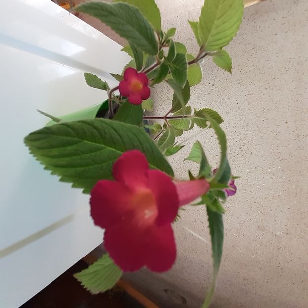  - Achimenes