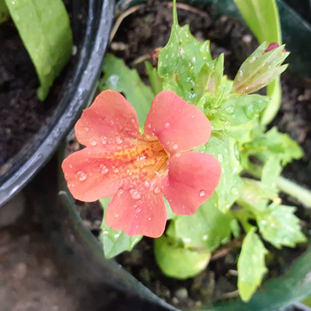  - Achimenes
