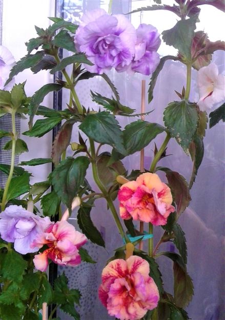  - Frumosi mei achi astazi