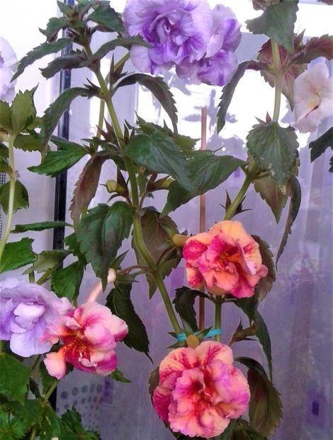  - Frumosi mei achi astazi