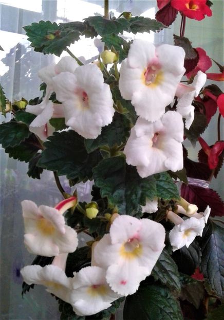  - Frumosi mei achi astazi