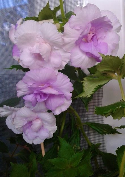  - Frumosi mei achi astazi