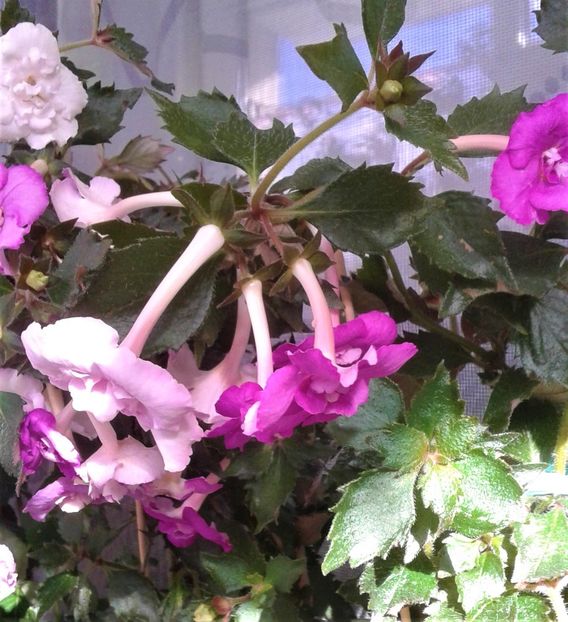  - Frumosi mei achi astazi