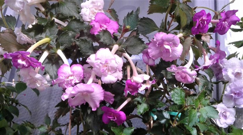  - Frumosi mei achi astazi