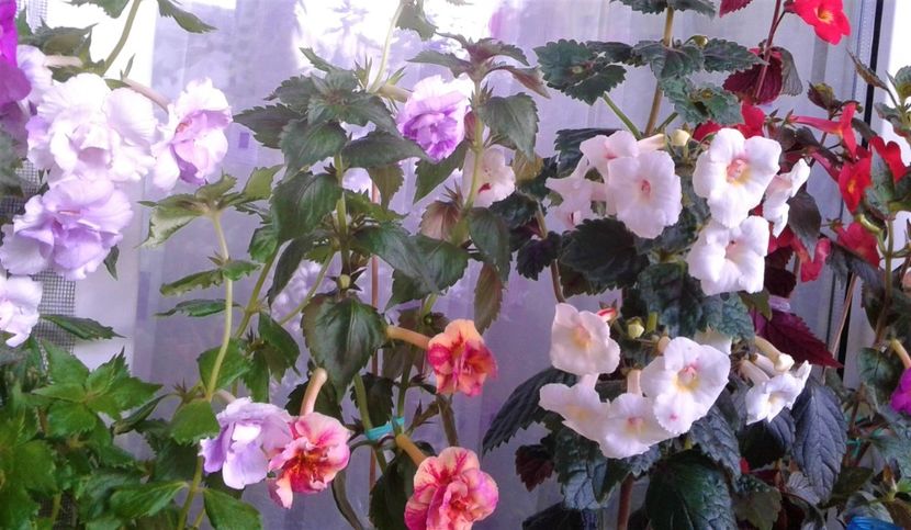  - Frumosi mei achi astazi