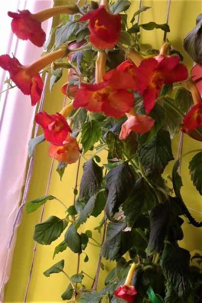  - Frumosi mei achi astazi