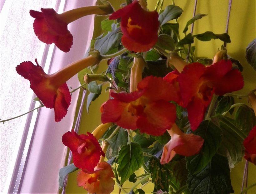  - Frumosi mei achi astazi