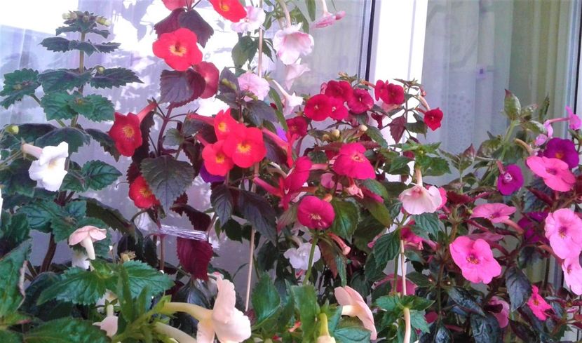  - Frumosi mei achi astazi