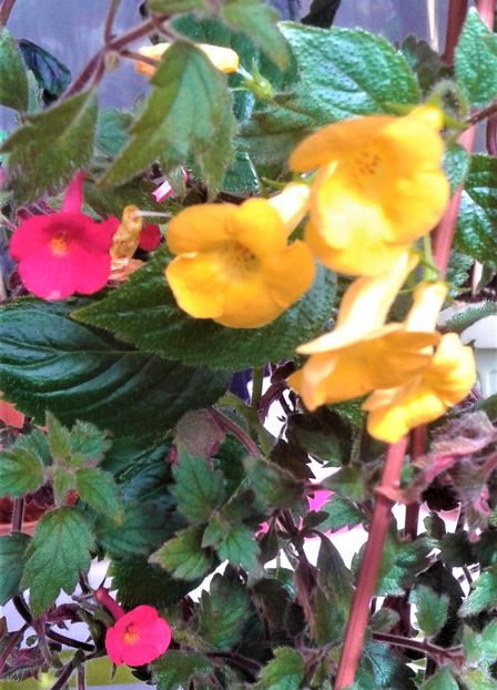  - Frumosi mei achi astazi