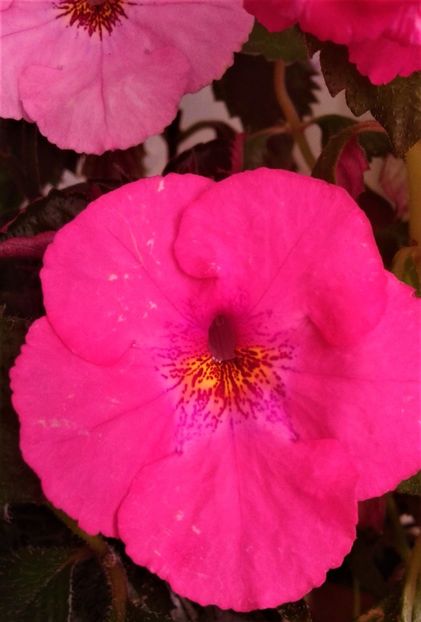  - Frumosi mei achi astazi