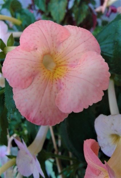  - Frumosi mei achi astazi