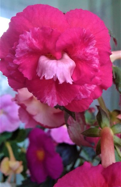  - Frumosi mei achi astazi