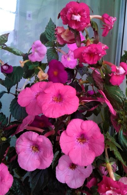  - Frumosi mei achi astazi