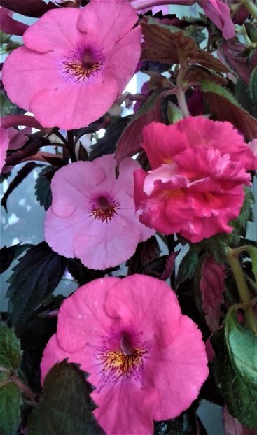  - Frumosi mei achi astazi