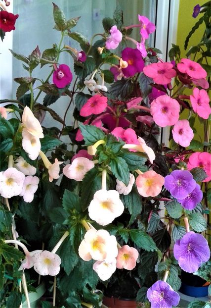  - Frumosi mei achi astazi