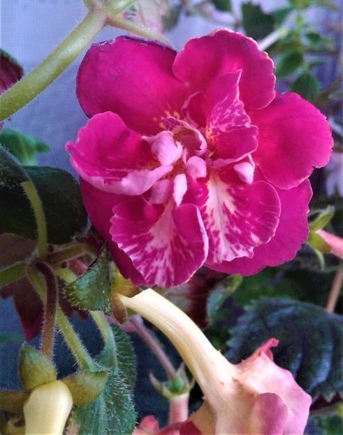  - Frumosi mei achi astazi