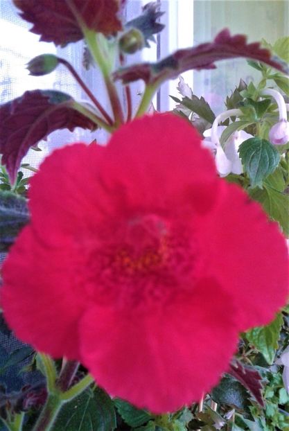  - Frumosi mei achi astazi