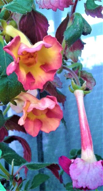  - Frumosi mei achi astazi