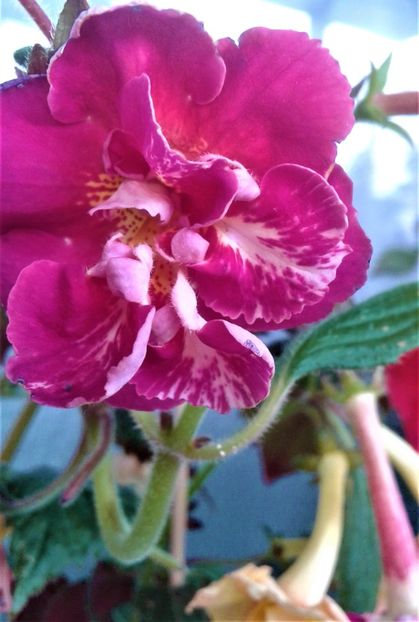  - Frumosi mei achi astazi