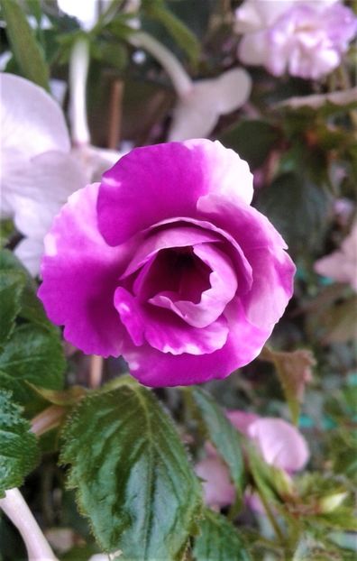  - Frumosi mei achi astazi