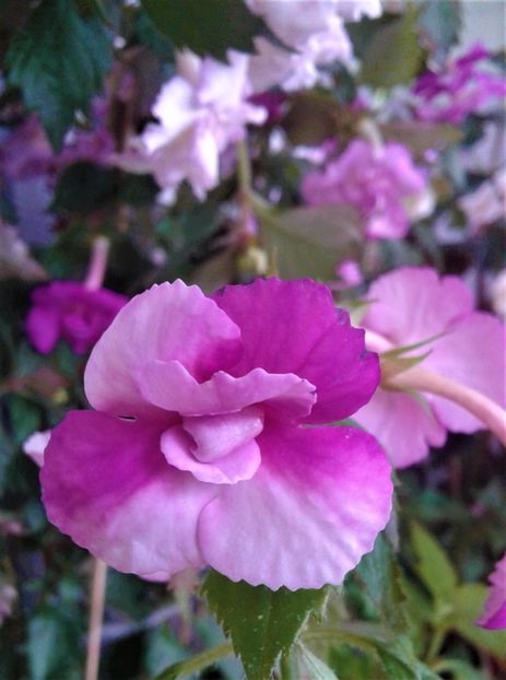  - Frumosi mei achi astazi