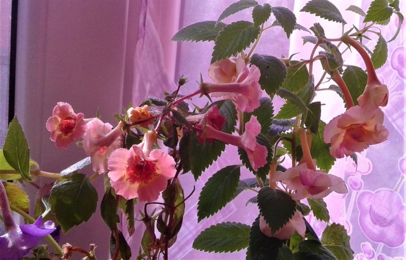  - Frumosi mei achi astazi